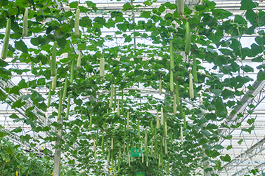 干冰氣肥的使用方法，建議收藏